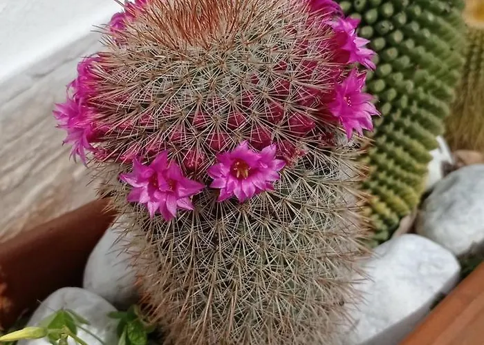 לינה וארוחת בוקר Vannefora סן ניקולה ארצ'לה